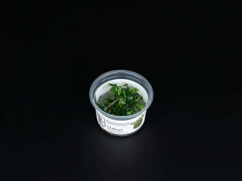Bucephalandra pygmaea 'Bukit Kelam'