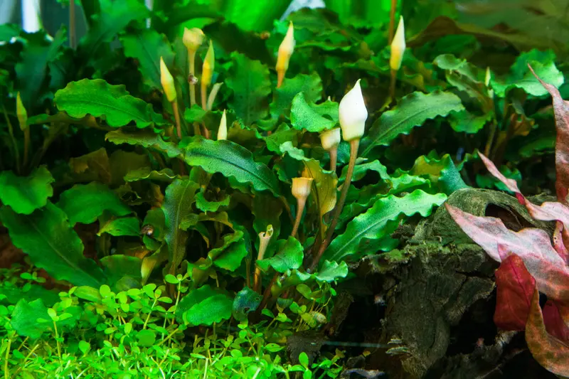 Bucephalandra pygmaea 'Bukit Kelam' - In Vitro Cup