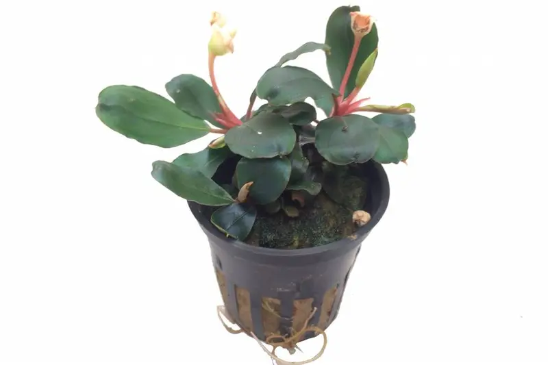 Bucephalandra sp. 'Red' in pot