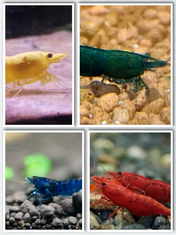 Bunter Garnelenmix – Neocaridina Garnelen