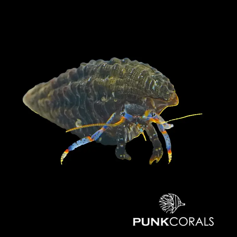 Calcinus elegans Blauer Halloween-Einsiedlerkrebs