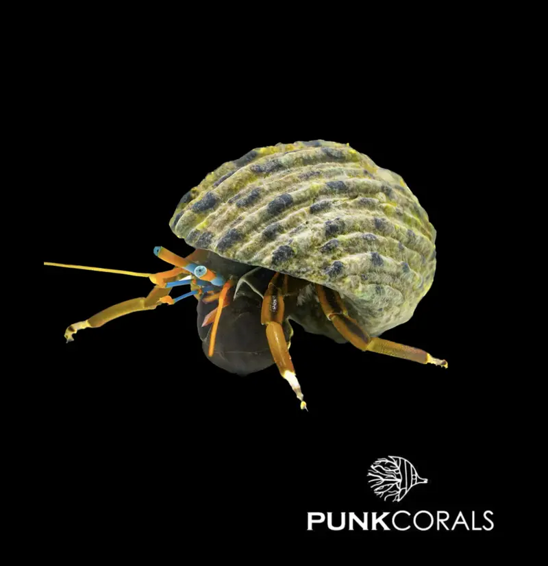 Calcinus laevimanus Großscheren-Einsiedlerkrebs