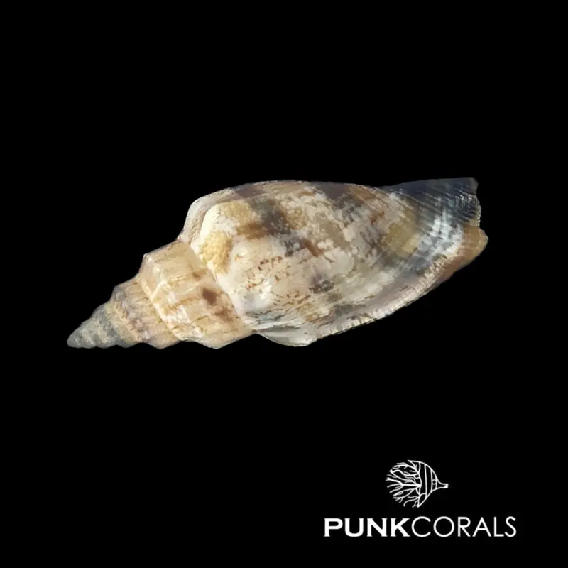 Canarium urceus Krug-Fechterschnecke