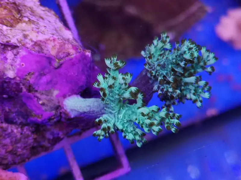Capnella imbricata – Keniabäumchen Ultra Grün