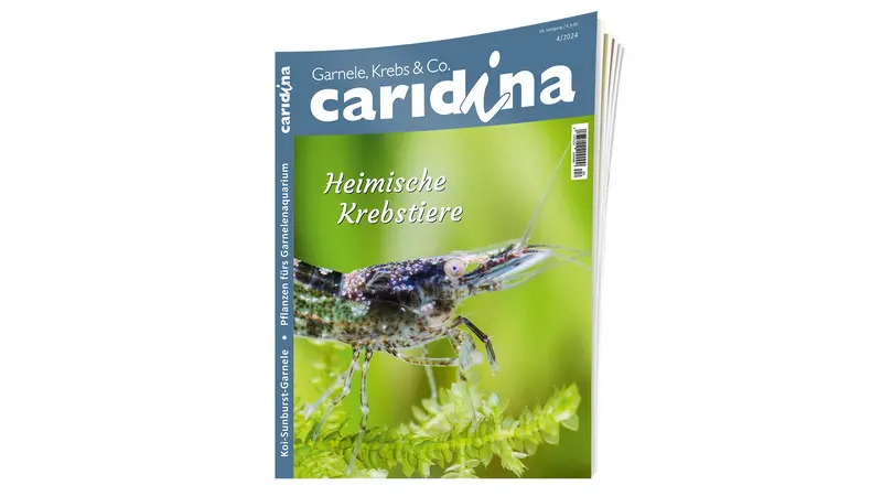 caridina 2024/4  | Zeitschrift