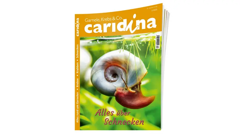 caridina 2025/1  | Zeitschrift
