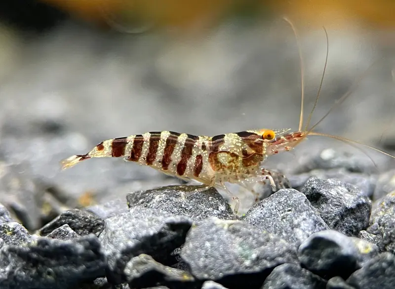 Caridina babaulti "Zebra" OE
