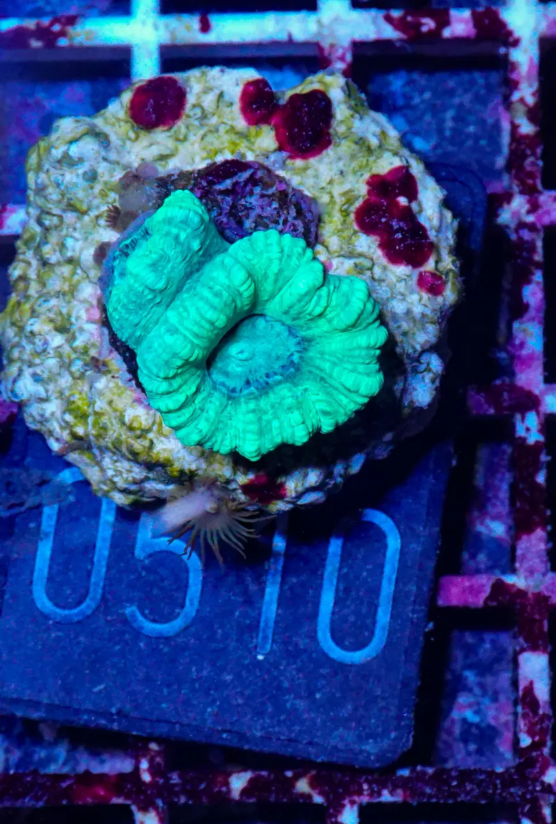 Caulastraea furcata
