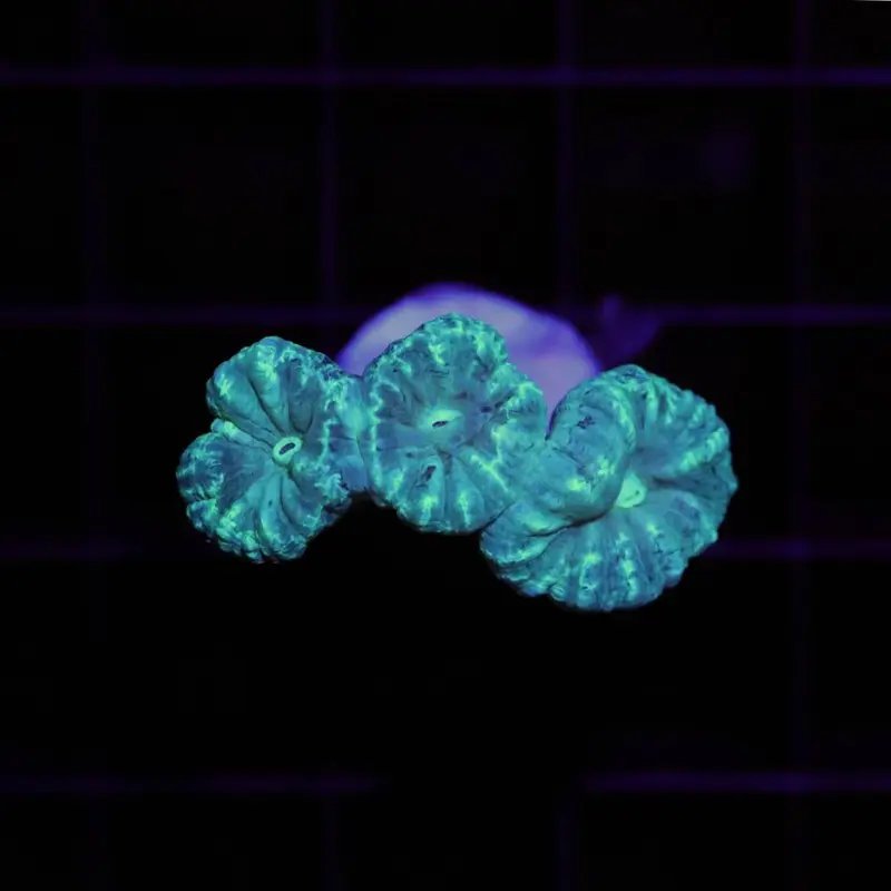 Caulastrea Furcata Green M