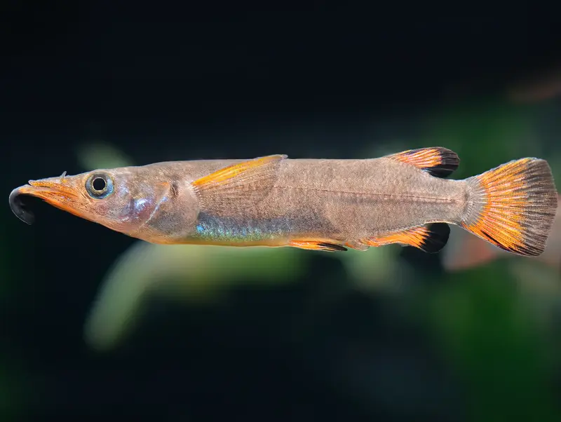 Celebes Halbschnabelhecht