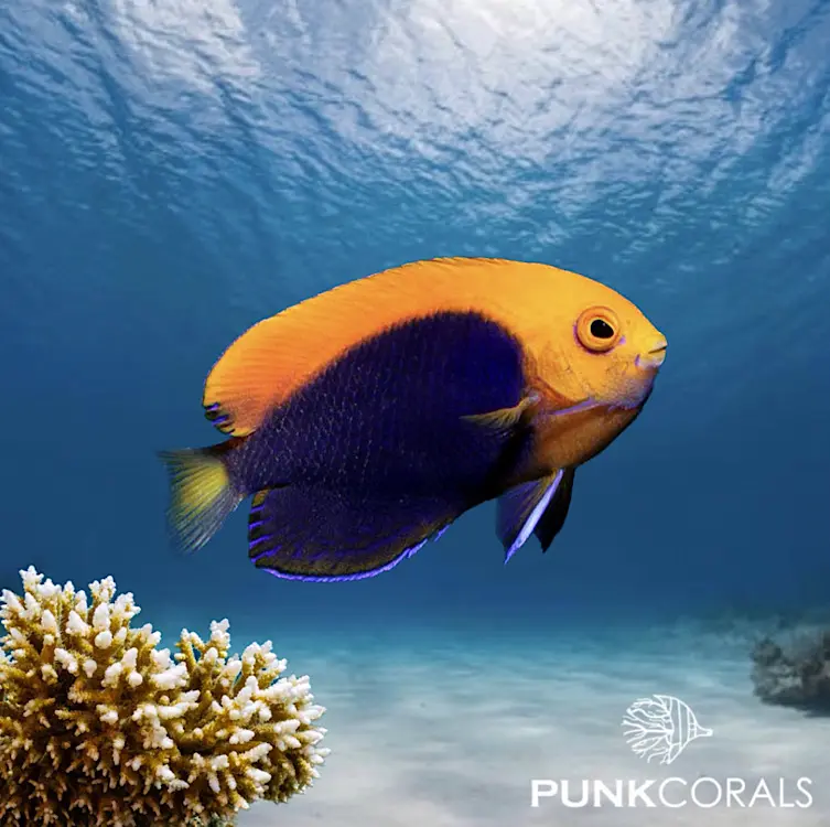 Centropyge acanthops Orangerücken-Zwergkaiserfisch