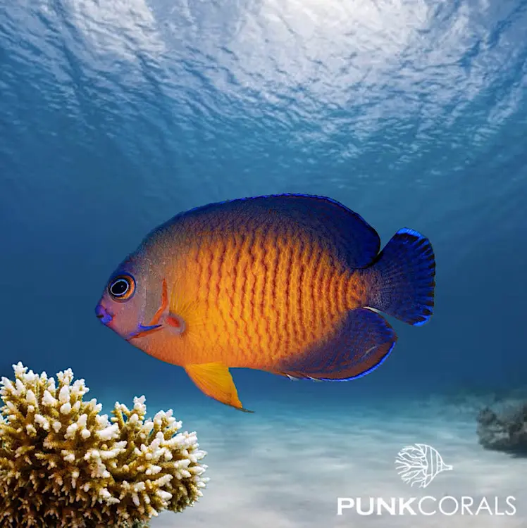 Centropyge bispinosa Streifen-Zwergkaiserfisch