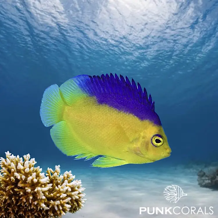 Centropyge colini Colins Zwergkaiserfisch