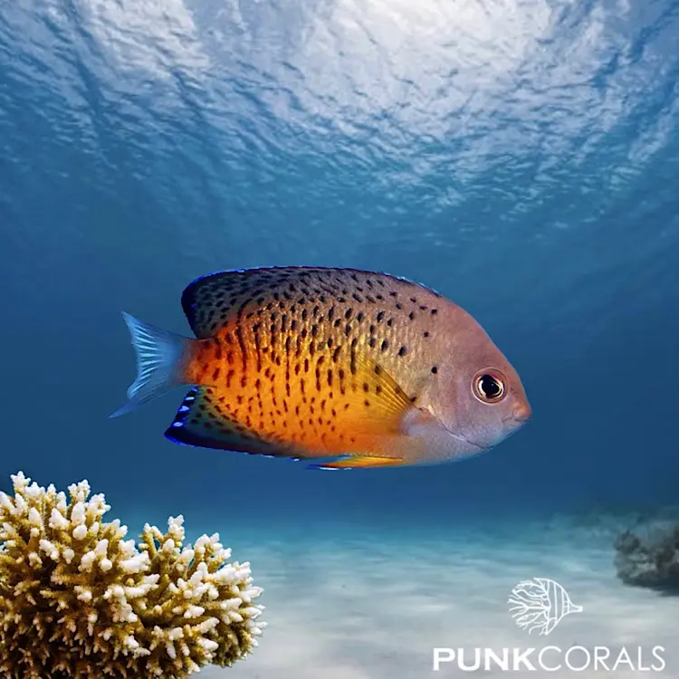 Centropyge ferrugata Rotbrauner Zwergkaiserfisch