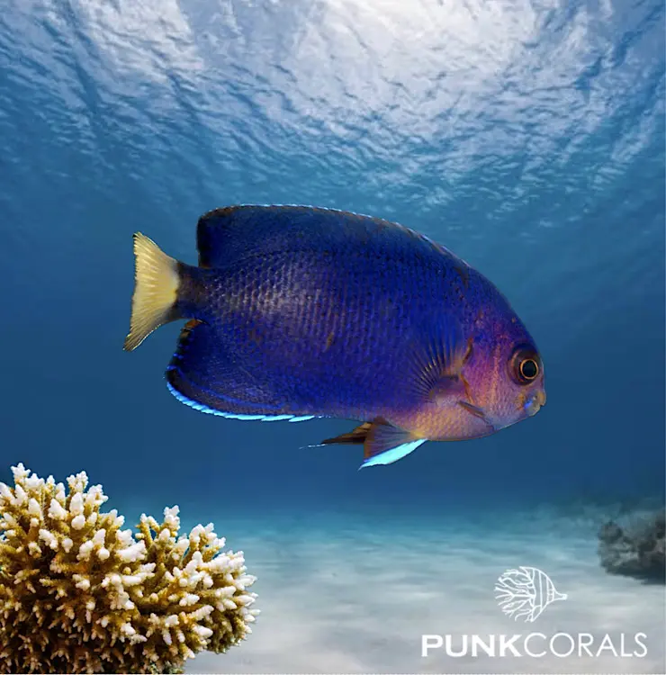 Centropyge flavicauda Weißschwanz-Zwergkaiserfisch