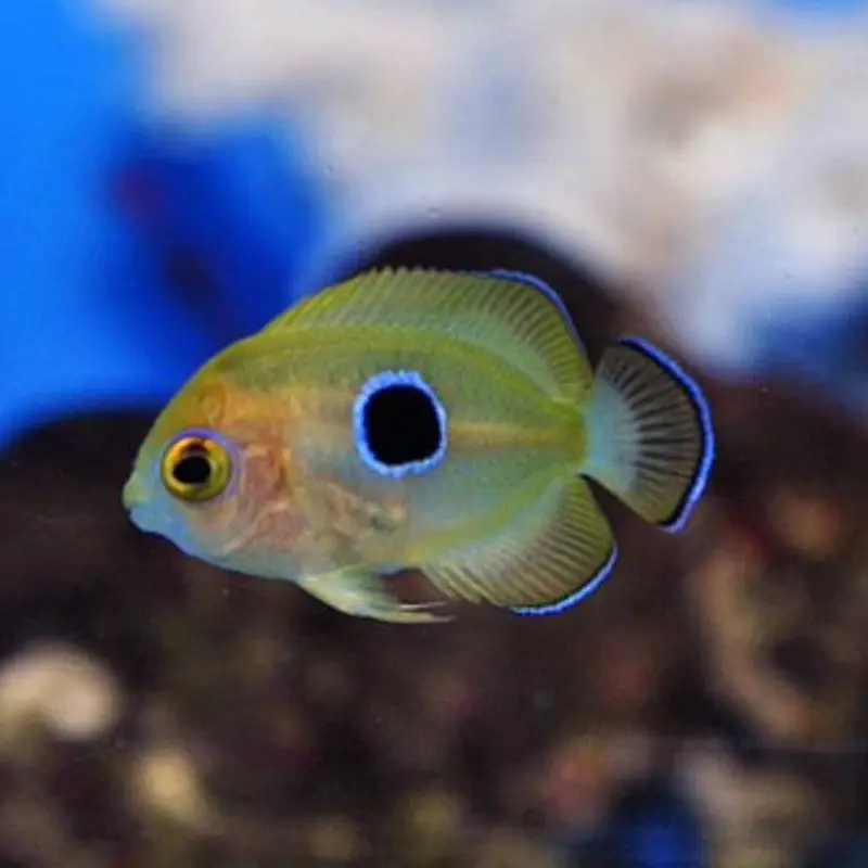 Centropyge flavissima (Zitronen-Zwergkaiserfisch) - Nachzucht