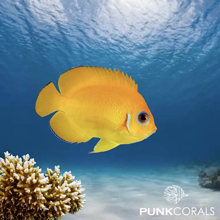 Centropyge flavissima Zitronen-Zwergkaiserfisch
