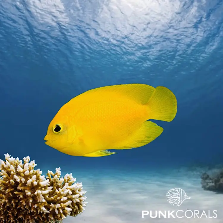Centropyge heraldi Heralds Zwergkaiserfisch