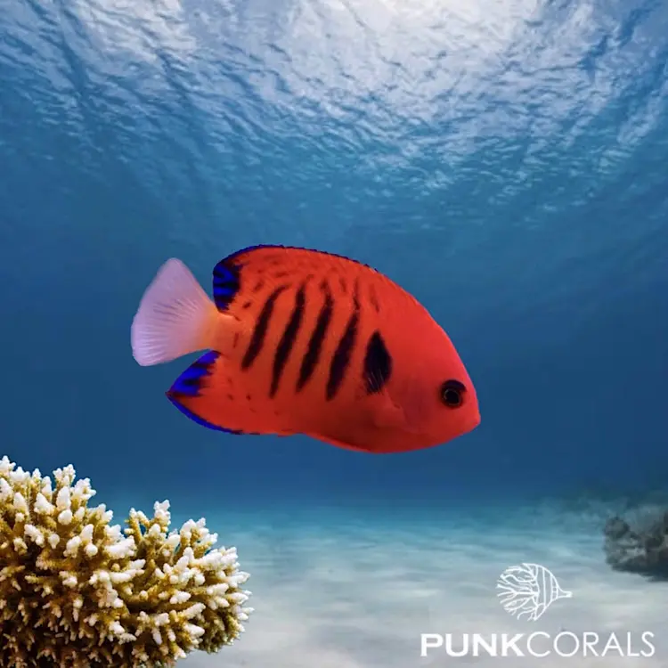 Centropyge loricula Flammen-Zwergkaiserfisch (Flammenherzog)