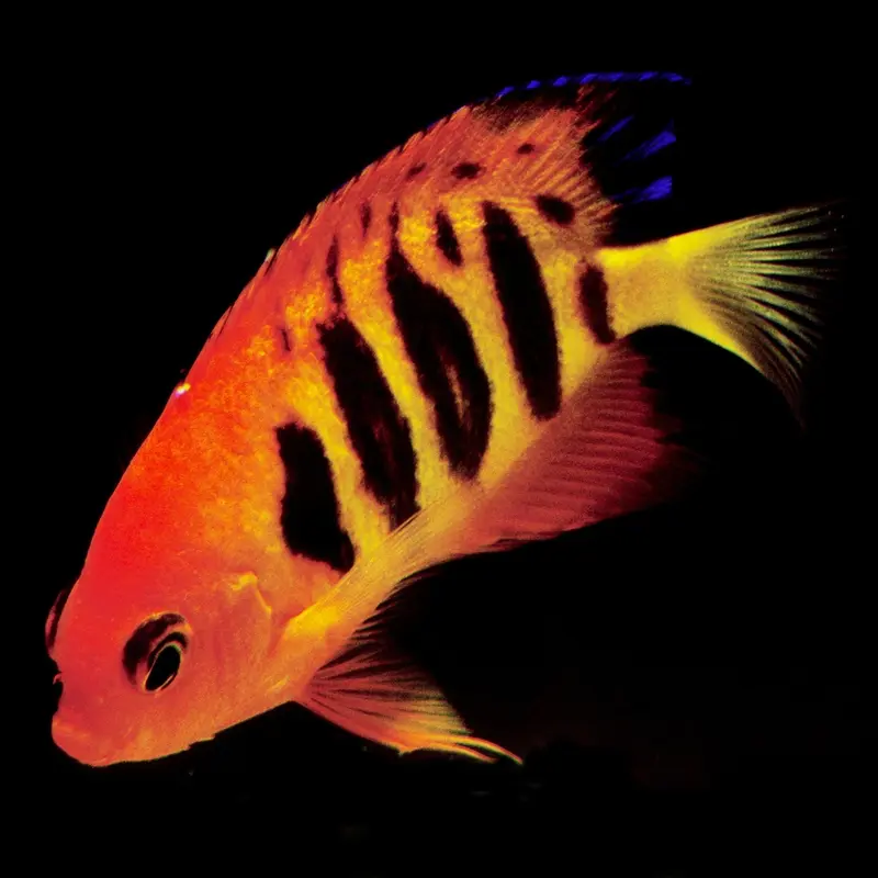 centropyge loricula - Flammenkaiser