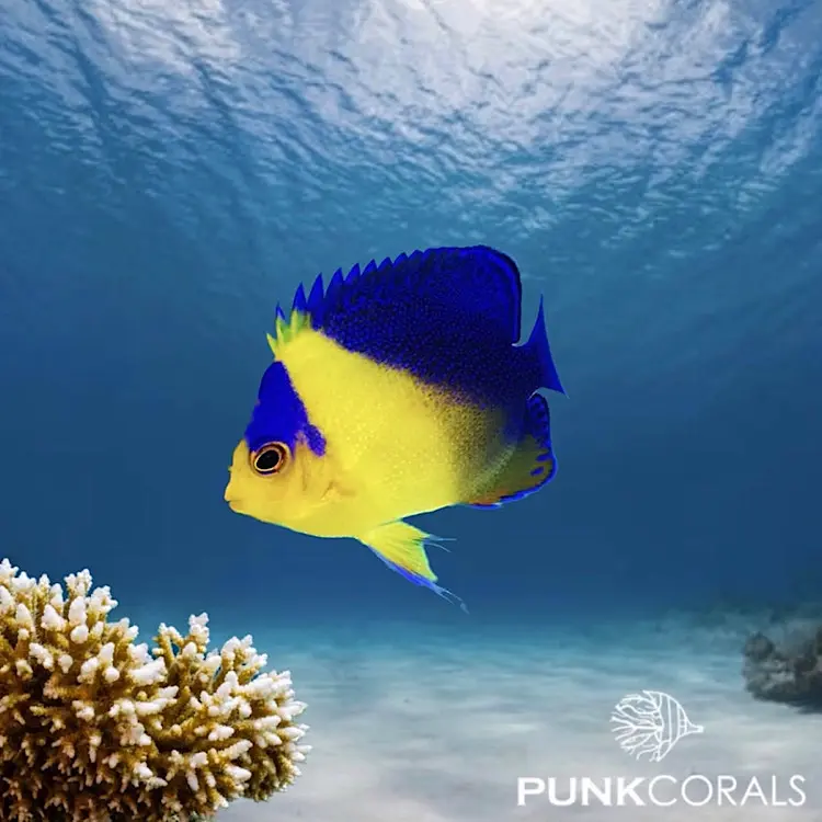 Centropyge venusta Purpurmasken-Zwergkaiserfisch – NZ