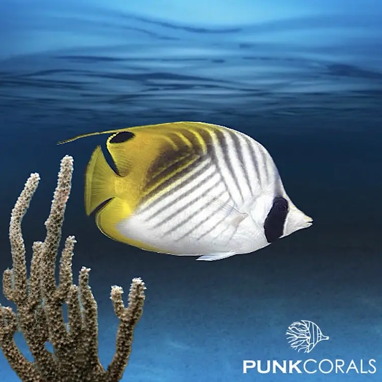 Chaetodon auriga Fähnchen-Falterfisch