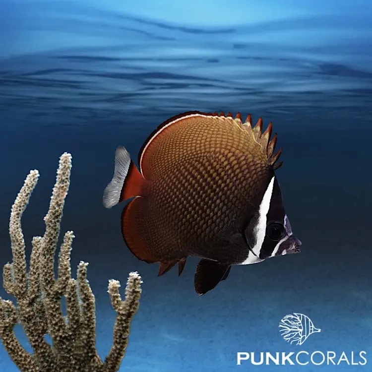 Chaetodon collare Halsband-Falterfisch