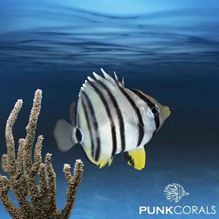 Chaetodon octofasciatus Achtbinden-Falterfisch