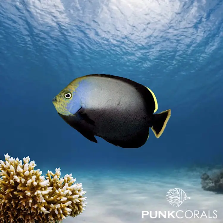 Chaetodontoplus melanosoma Schwarzer Samtkaiserfisch