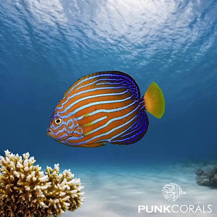 Chaetodontoplus septentrionalis Blaustreifen-Samtkaiserfisch
