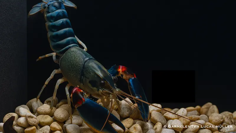 Cherax Peacock - Cherax nigli