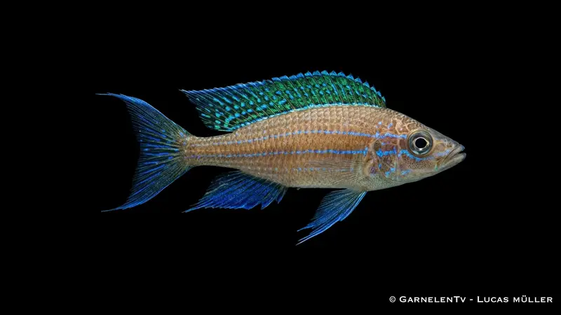 Chituta Heringscichlide - Paracyprichromis nigripinnis "Chituta"