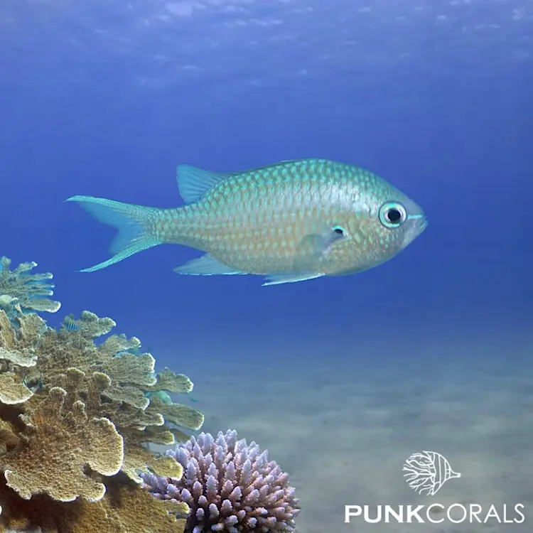Chromis atripectoralis Schwarzachsel-Schwalbenschwänzchen