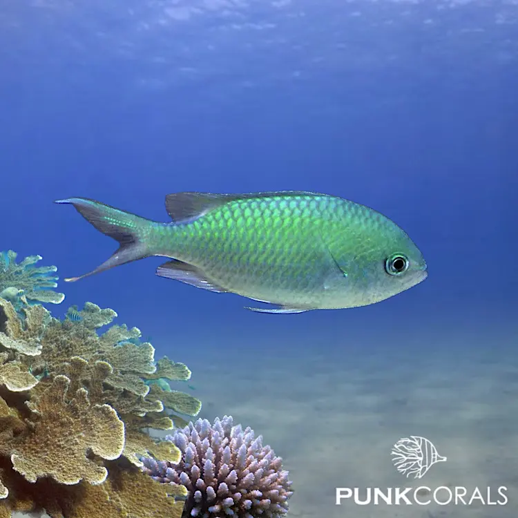 Chromis viridis Grünes Schwalbenschwänzchen