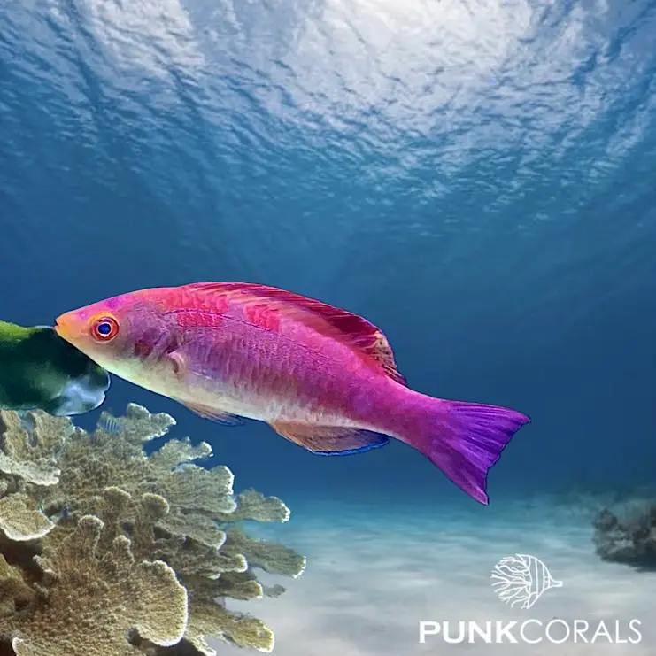Cirrhilabrus adornatus Sumatra-Zwerglippfisch