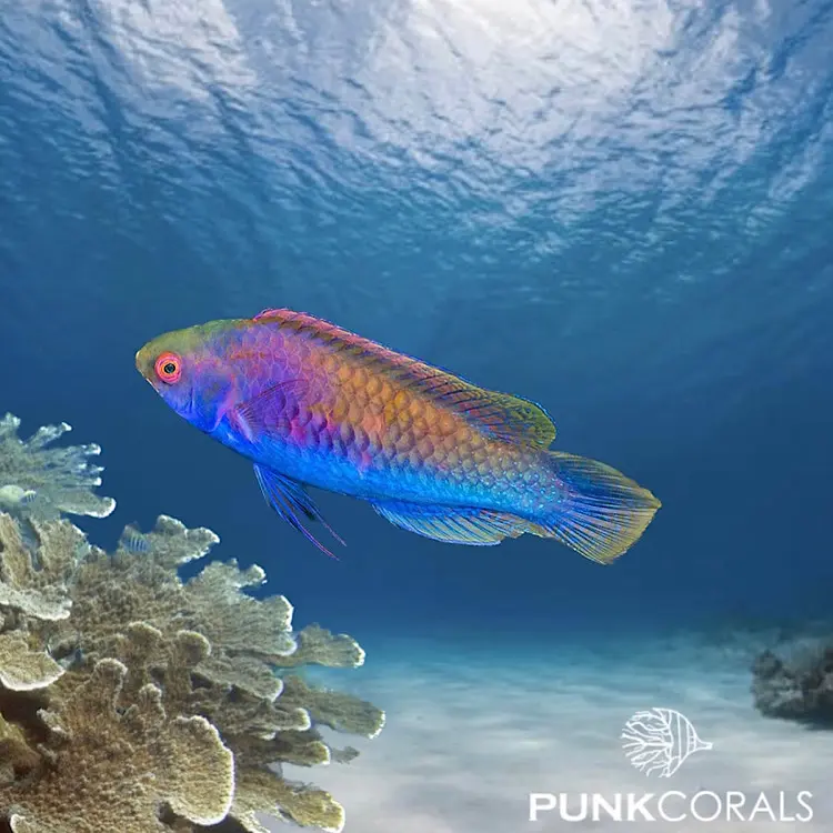 Cirrhilabrus aurantidorsalis Goldrücken-Zwerglippfisch