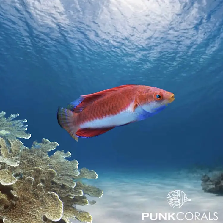 Cirrhilabrus cyanogularis Blaukehl-Zwerglippfisch