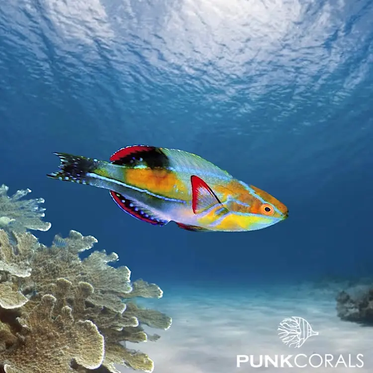 Cirrhilabrus exquisitus Pazifischer Prachtzwerglippfisch