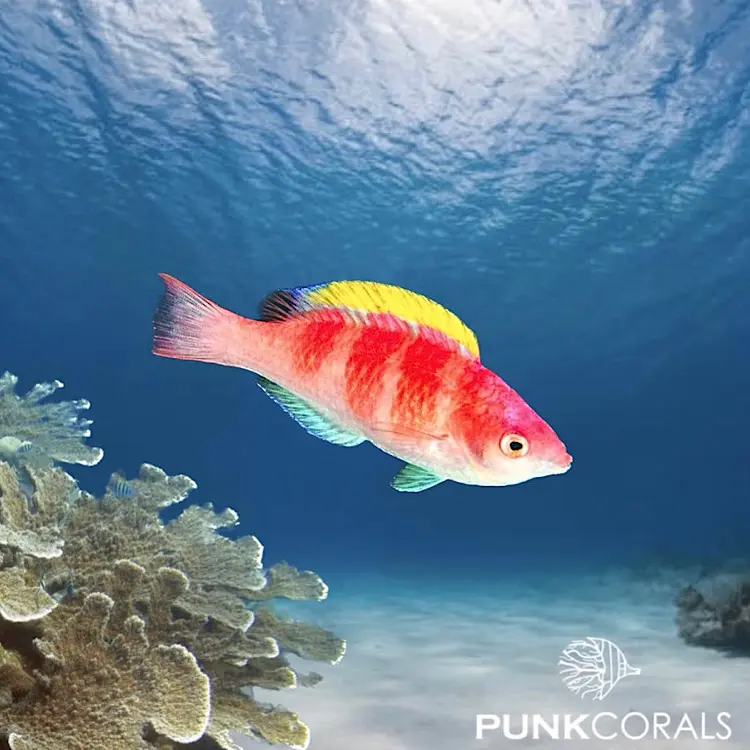 Cirrhilabrus flavidorsalis Gelbrücken-Zwerglippfisch