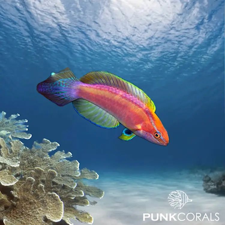 Cirrhilabrus lanceolatus Langschwanz-Zwerglippfisch