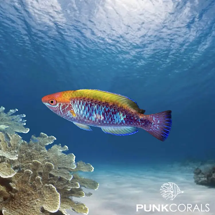 Cirrhilabrus lubbocki Lubbocks Zwerglippfisch