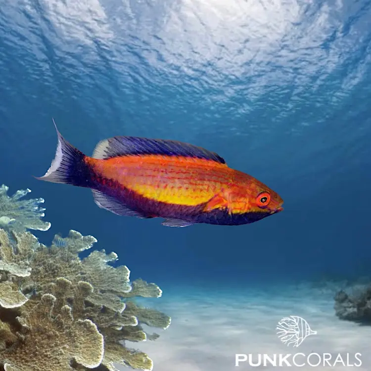 Cirrhilabrus lunatus Sichelschwanz-Zwerglippfisch