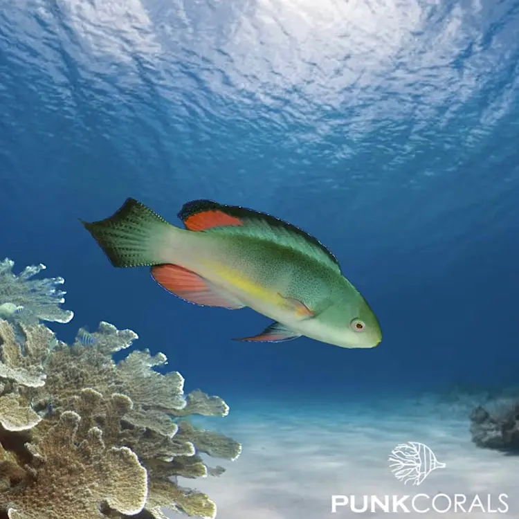 Cirrhilabrus melanomarginatus Schwarzrand-Zwerglippfisch