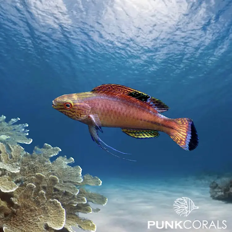 Cirrhilabrus pylei Pyles Zwerglippfisch