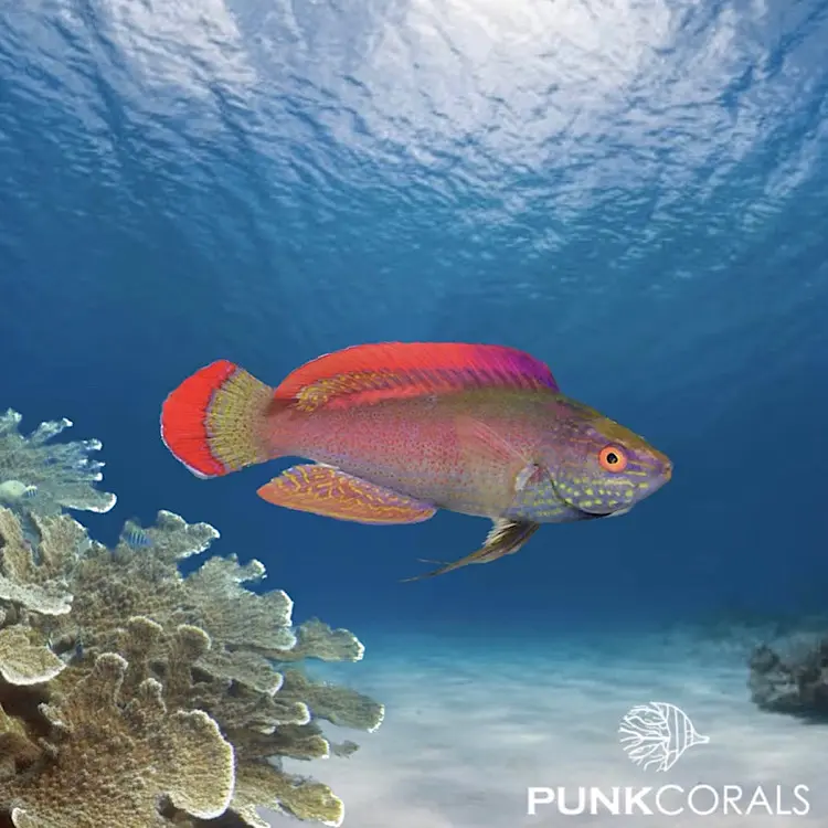 Cirrhilabrus rubrimarginatus Rotrand-Zwerglippfisch