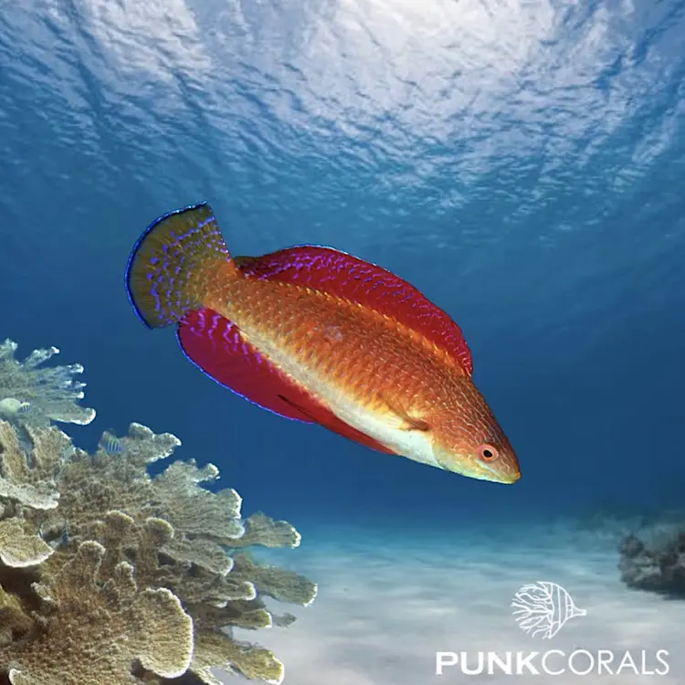 Cirrhilabrus rubripinnis Rotflossen-Zwerglippfisch