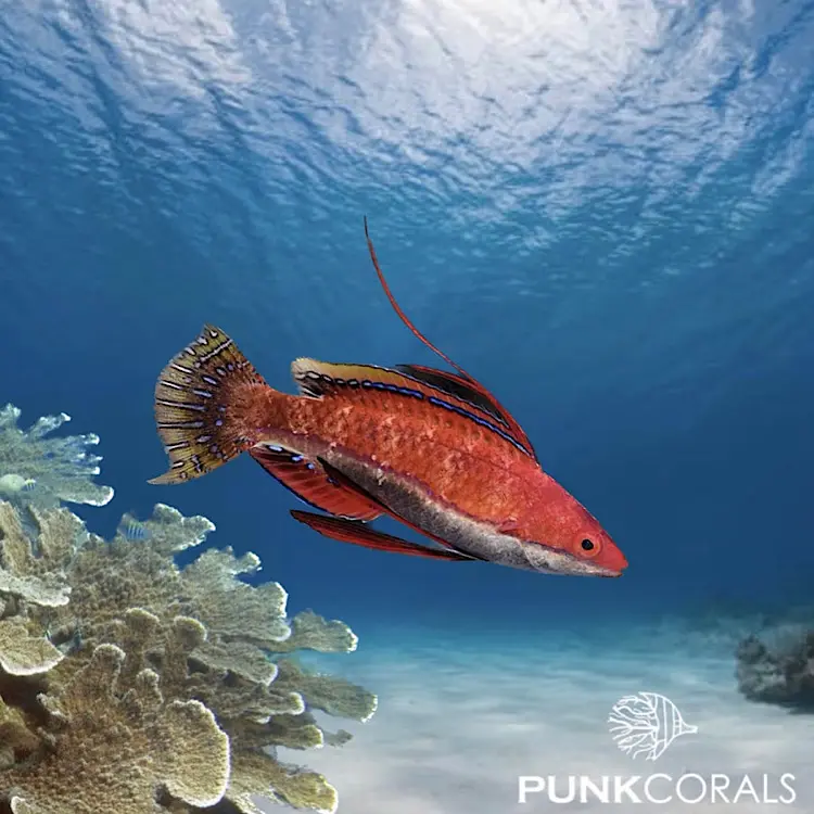 Cirrhilabrus rubriventralis Geselliger Zwerglippfisch