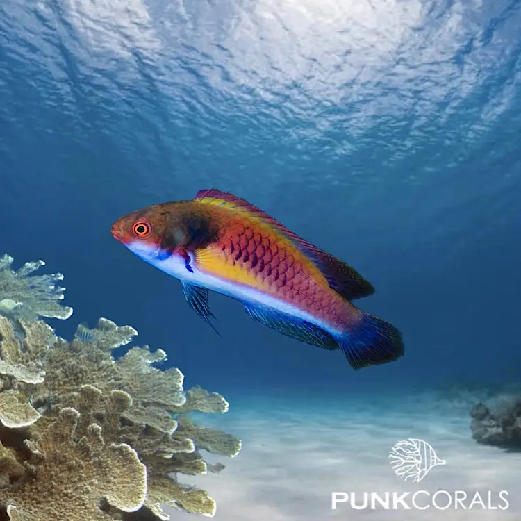 Cirrhilabrus ryukyuensis Gelbseiten-Zwerglippfisch Männchen