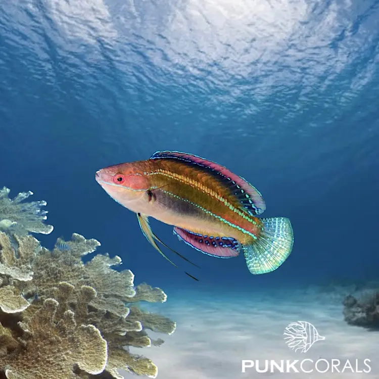 Cirrhilabrus temminckii Temmincks Zwerglippfisch