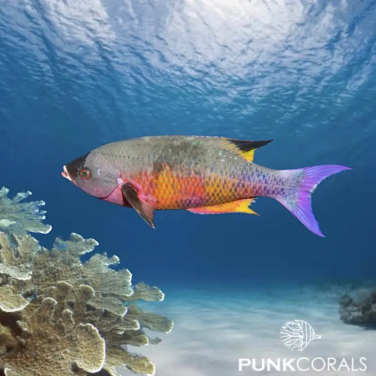 Clepticus parrae Kreolen-Lippfisch